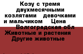 Козу с тремя двухмесячными козлятами(2 девочками и мальчиком) › Цена ­ 10 000 - Волгоградская обл. Животные и растения » Другие животные   